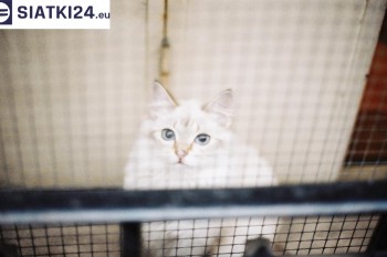 Siatki Kolno - Zabezpieczenie balkonu siatką - Kocia siatka - bezpieczny kot dla terenów Kolno